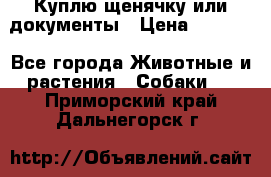 Куплю щенячку или документы › Цена ­ 3 000 - Все города Животные и растения » Собаки   . Приморский край,Дальнегорск г.